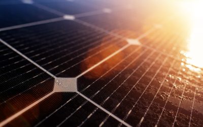 Comment des mollusques pourraient nous aider à concevoir des panneaux solaires plus efficaces